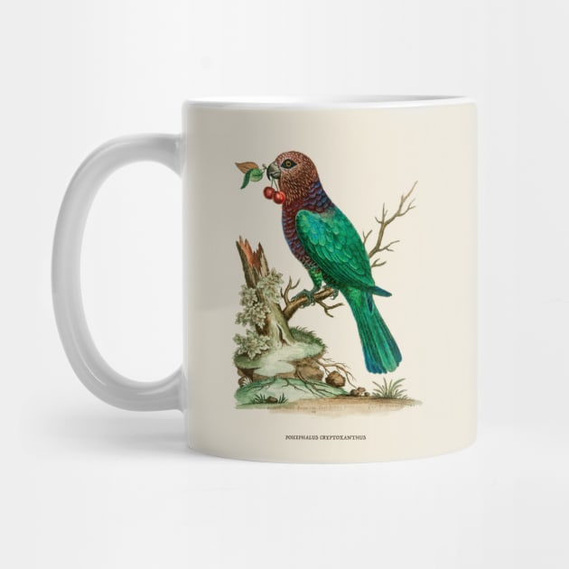 African Brown-Headed Parrot Antique Naturalist Illustration by Antiquated Art